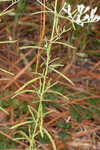 Hyssopleaf thoroughwort